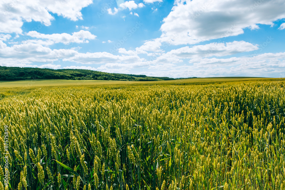 Wheat field . green field with ears of wheat in the summer Wheat field . green field with ears of wheat in the summer