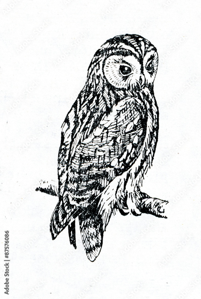 Fototapeta premium Tawny owl (Strix aluco)