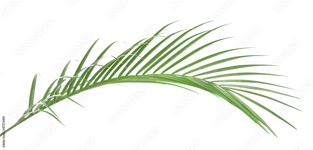 Fototapeta premium Beautiful palm leaf isolated on white