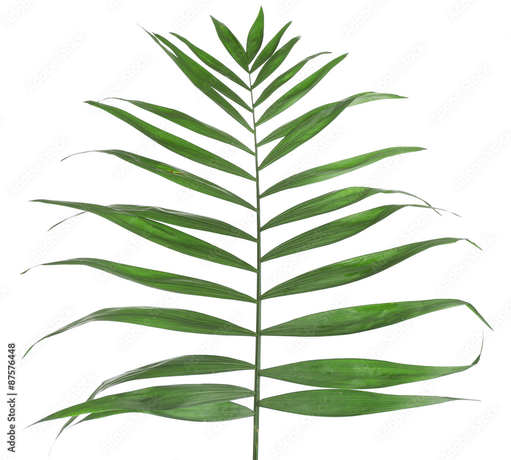 Fototapeta premium Beautiful palm leaf isolated on white