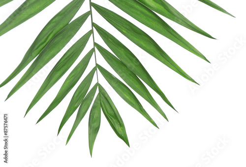 Beautiful palm leaf isolated on white © Africa Studio