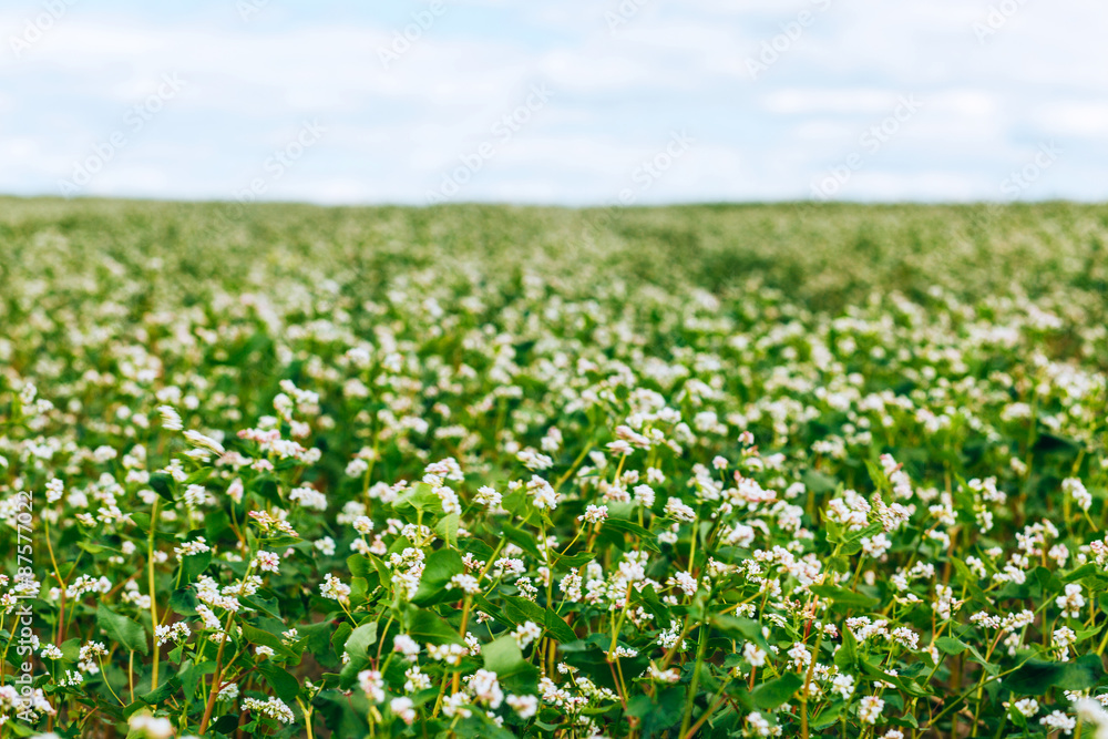 Buckwheat field Buckwheat field