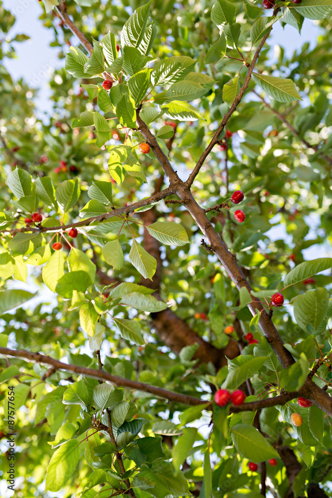 Cherry tree