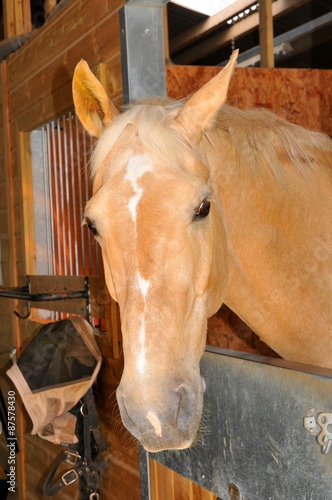 Portrait of a golden horse 