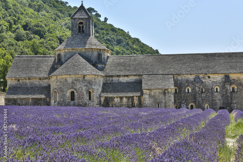 Campi di lavanda in Provenza, Francia