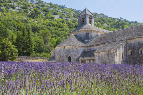Campi di lavanda in Provenza, Francia