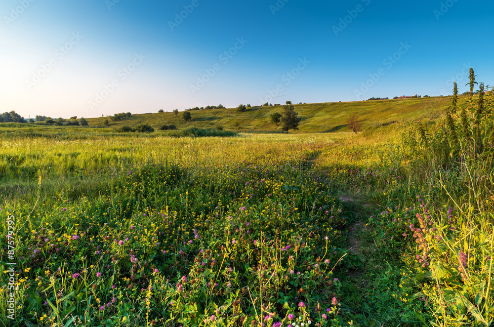 Meadow with wild path and flowers in summer