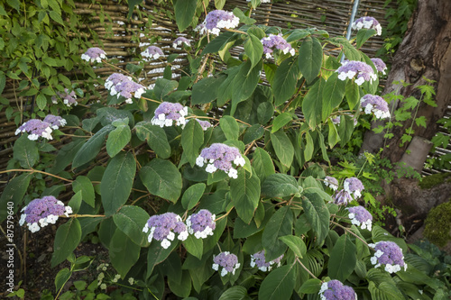 Blühende Samthortensie (Hydrangea sargentiana) photo