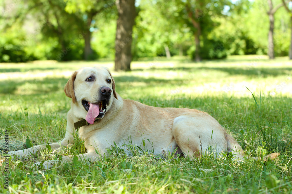 Cute dog resting over green grass background Cute dog resting over green grass background