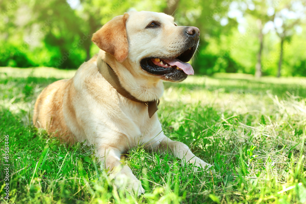 Cute dog resting over green grass background