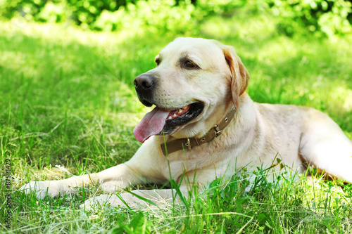 Cute dog resting over green grass background