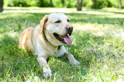 Cute dog resting over green grass background