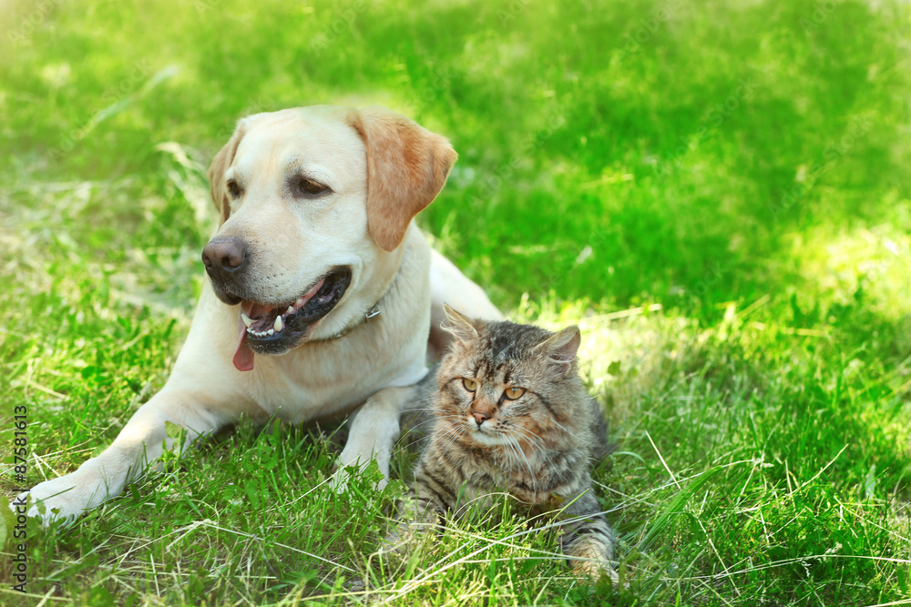 Friendly dog and cat resting over green grass background Friendly dog and cat resting over green grass background