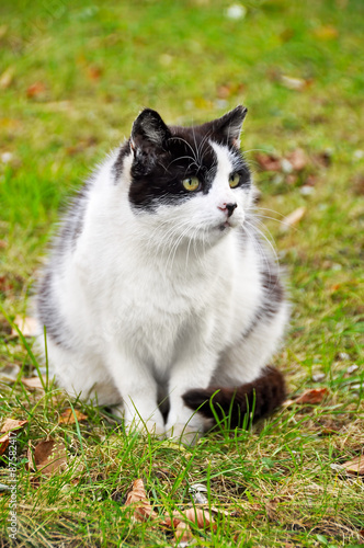 fat big cat on the grass