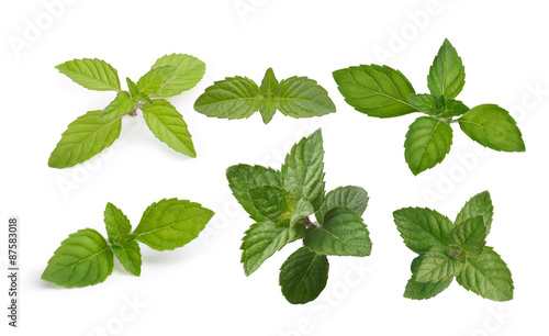 Mint leaves collection