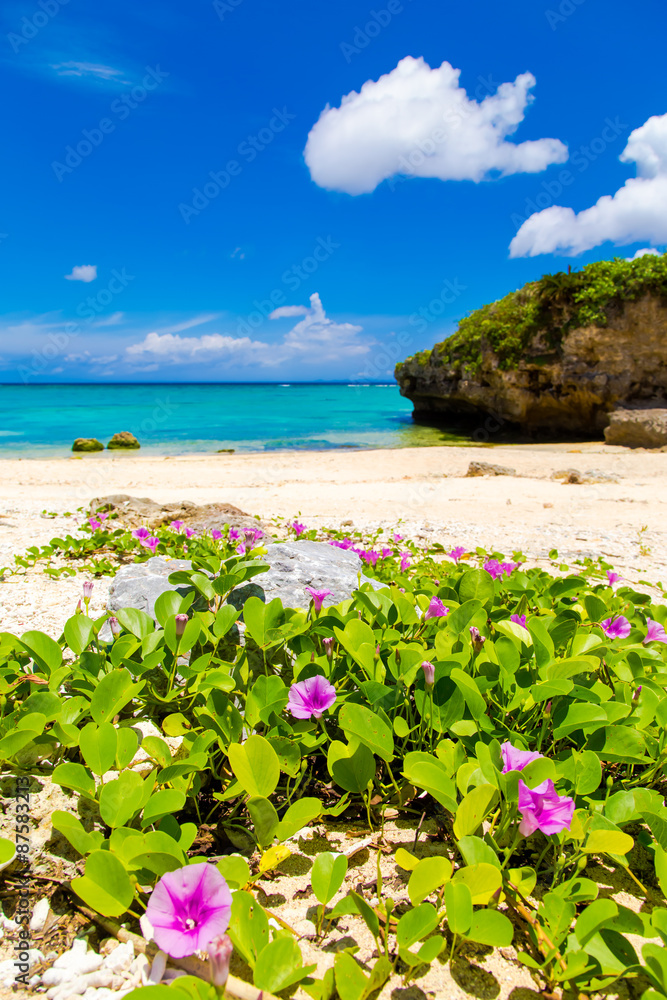 沖縄のビーチに咲くハマヒルガオ