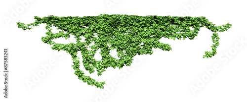 Green ivy plant isolated.