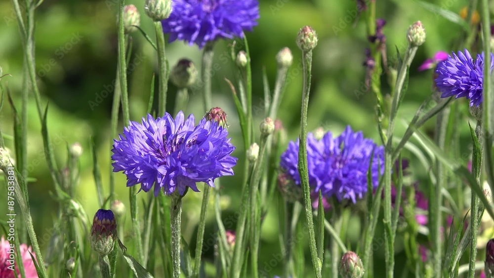 Blue cornflower in the nature Blue cornflower in the nature
