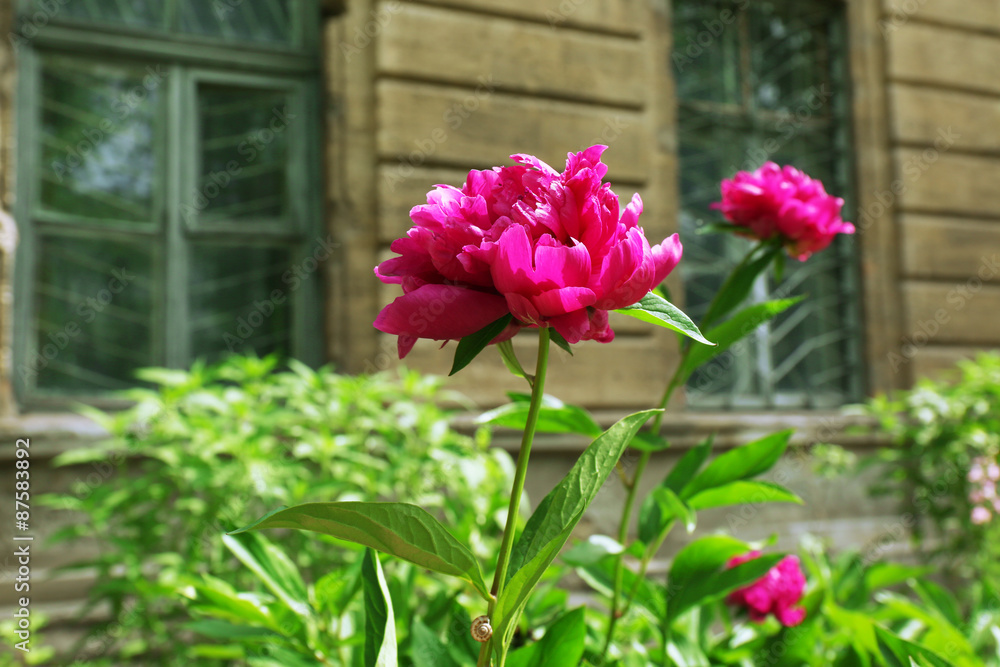 Pink peonies on flowerbed, closeup