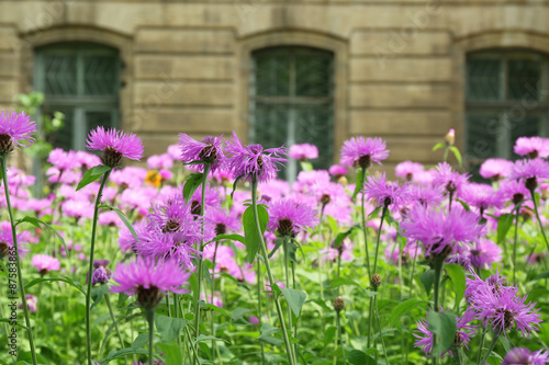 Wallpaper Mural Purple flowers on flowerbed over house background Torontodigital.ca
