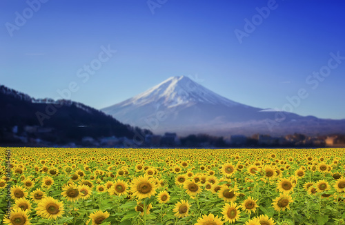 Fototapeta Naklejka Na Ścianę i Meble -  Beautiful landscape with sunflower field with Fuji mountain background.
