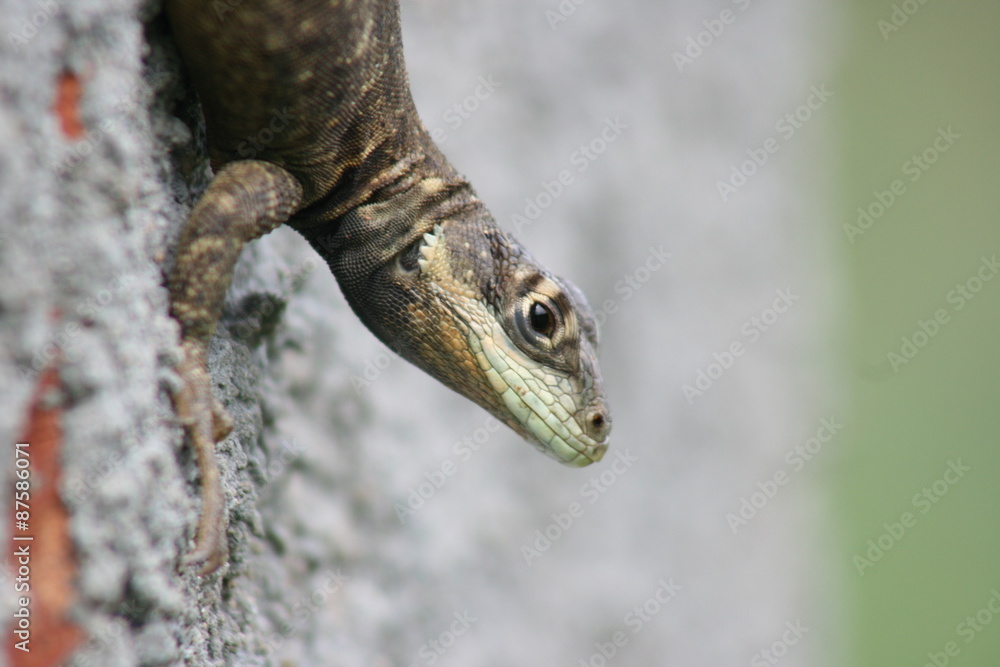 Naklejka premium Tropidurus torquatus