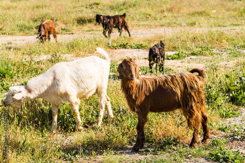 Sheeps in a meadow