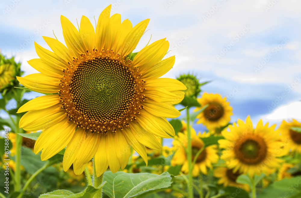 Beautiful landscape with sunflower field Beautiful landscape with sunflower field