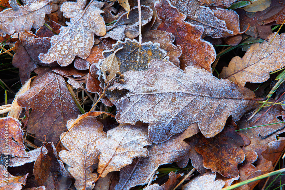 Oak leaves in early autumn frost