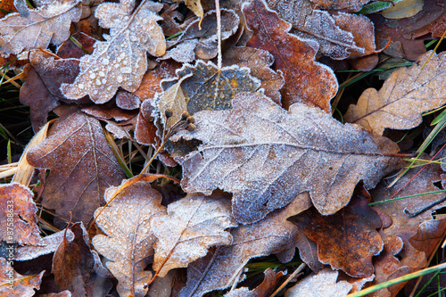 Obraz na płótnie Oak leaves in early autumn frost w salonie