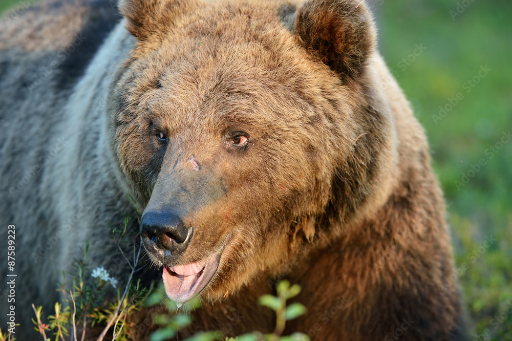 Bear portrait at sunlight