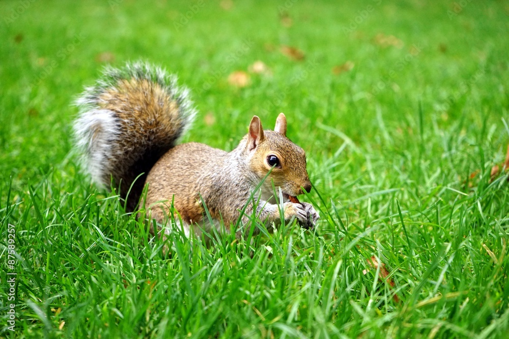 Squirrel on the green grassland / 緑の草原の上で遊ぶ可愛いリス Squirrel on the green grassland / 緑の草原の上で遊ぶ可愛いリス