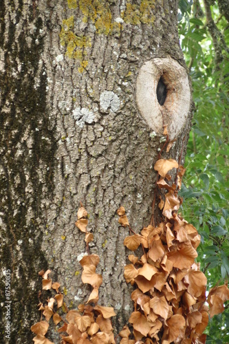 Trou dans un arbre pour un oiseau