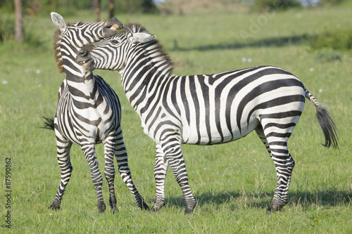 Two Zebra  Equus quagga  stallions fighting on savanna  Serengeti National Park  Tanzania