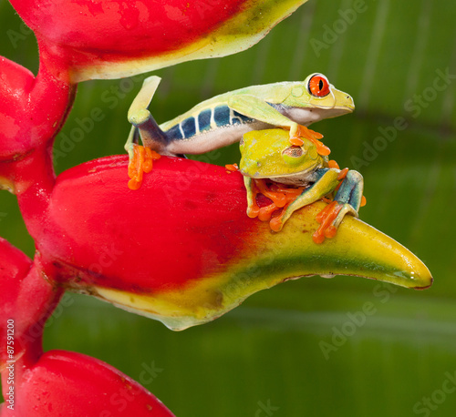One red-eyed tree frog climbing over another tree frog