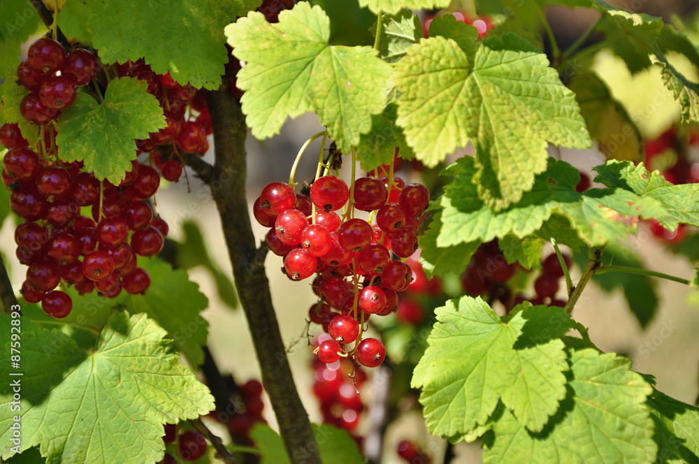 red currants red currants