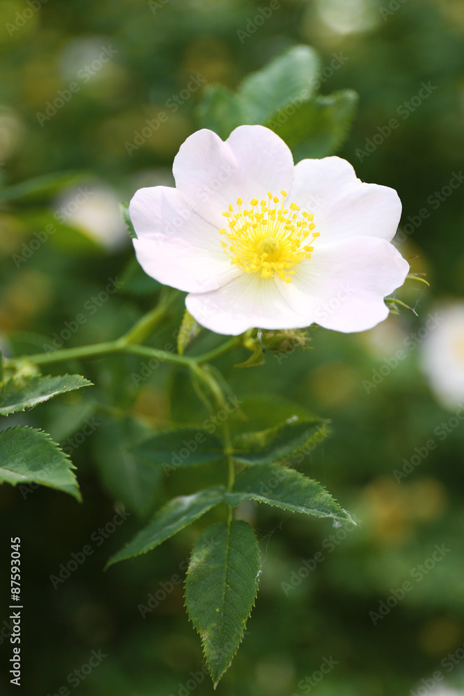 Beautiful hip roses flower green bush in garden Beautiful hip roses flower green bush in garden