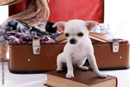Adorable chihuahua dog and suitcase with clothing close up © Africa Studio
