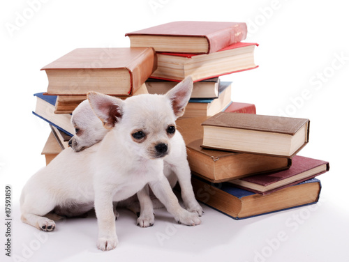 Adorable chihuahua dogs on heap of books isolated on white © Africa Studio