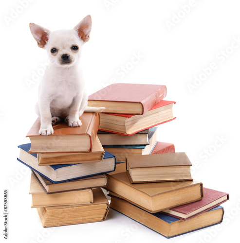 Adorable chihuahua dog on heap of books isolated on white © Africa Studio