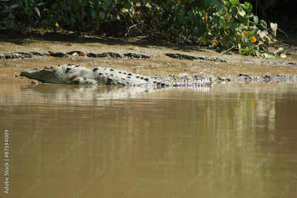 crocodile crocodile