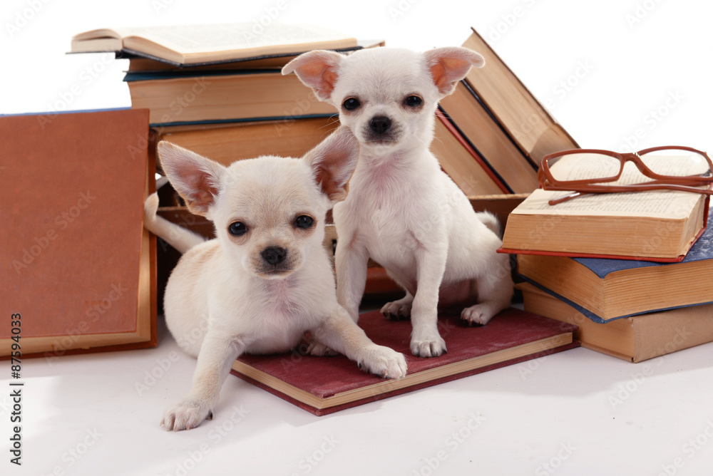 Adorable chihuahua dogs and heap of books close up