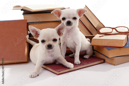Adorable chihuahua dogs and heap of books close up © Africa Studio