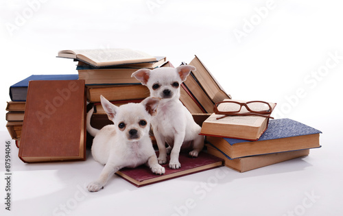Adorable chihuahua dogs and heap of books isolated on white © Africa Studio