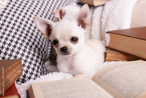 Adorable chihuahua dogs with books on sofa © Africa Studio