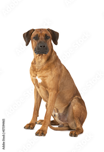 Rhodesian Ridgeback dog over white background