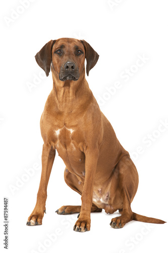 Fotografija Rhodesian Ridgeback dog over white