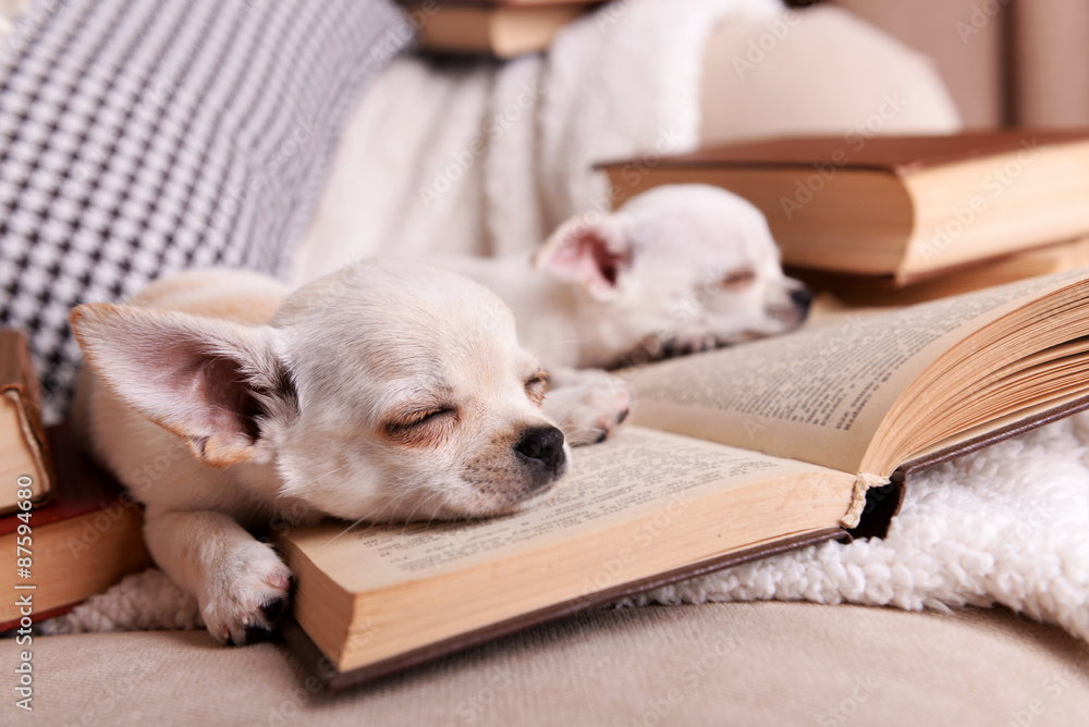 Adorable chihuahua dogs with books on sofa Adorable chihuahua dogs with books on sofa