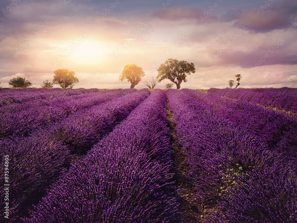 Fototapeta premium Lawendowe pole