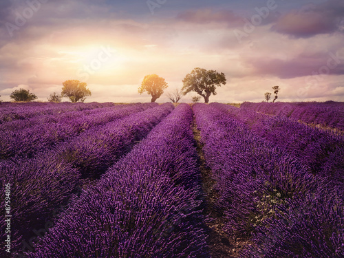 Fototapeta Naklejka Na Ścianę i Meble -  Lavender field